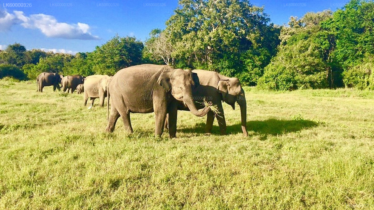 Private Transfer from Polonnaruwa to Sigiriya with Hurulu Eco Park Safari