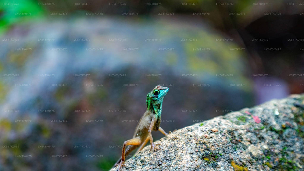 مشاهدة الطيور من غابة سينهاراجا المطيرة