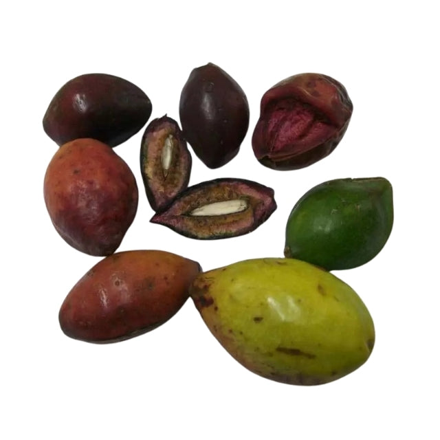 Lakpura® Terminalia Catappa Viable (Kottamba) Seeds