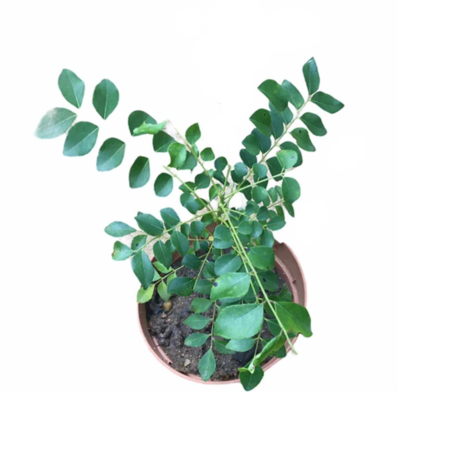 Lakpura Curry Leaves Plant