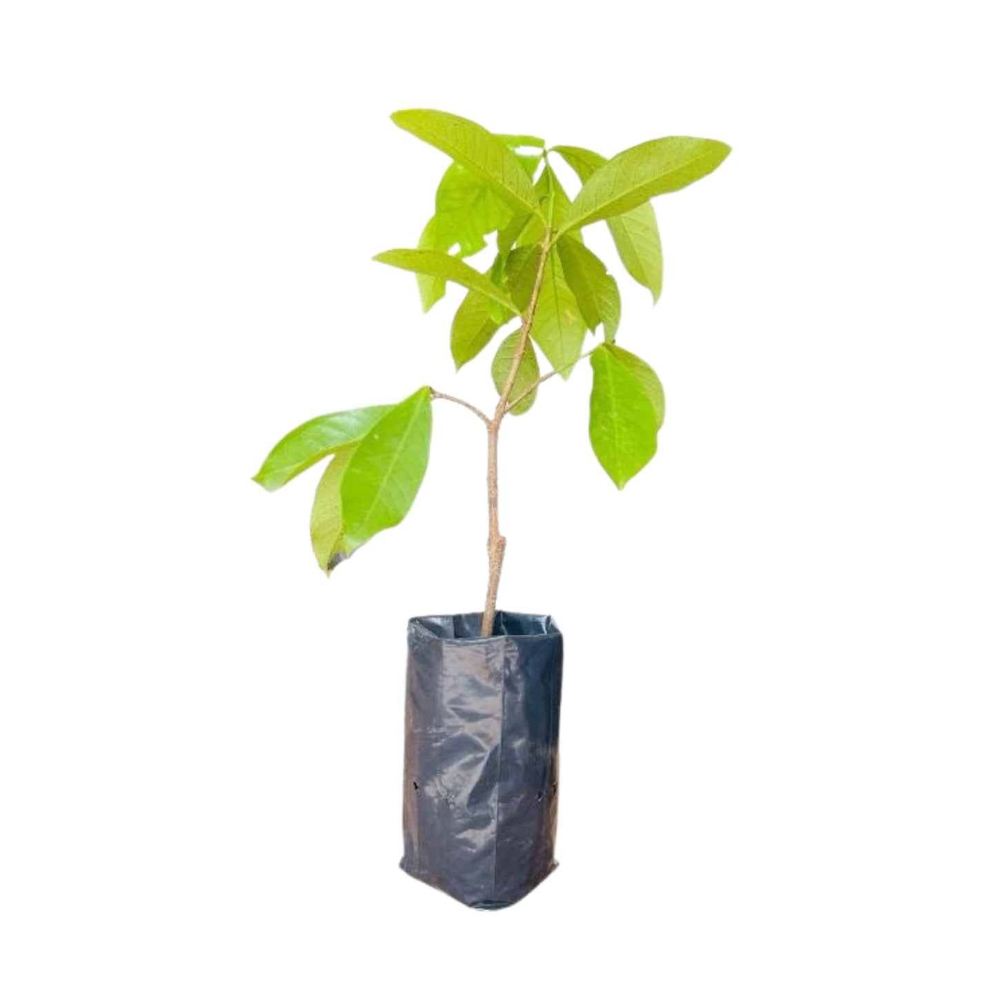 Lakpura Lansone (Gaduguda ) Plant