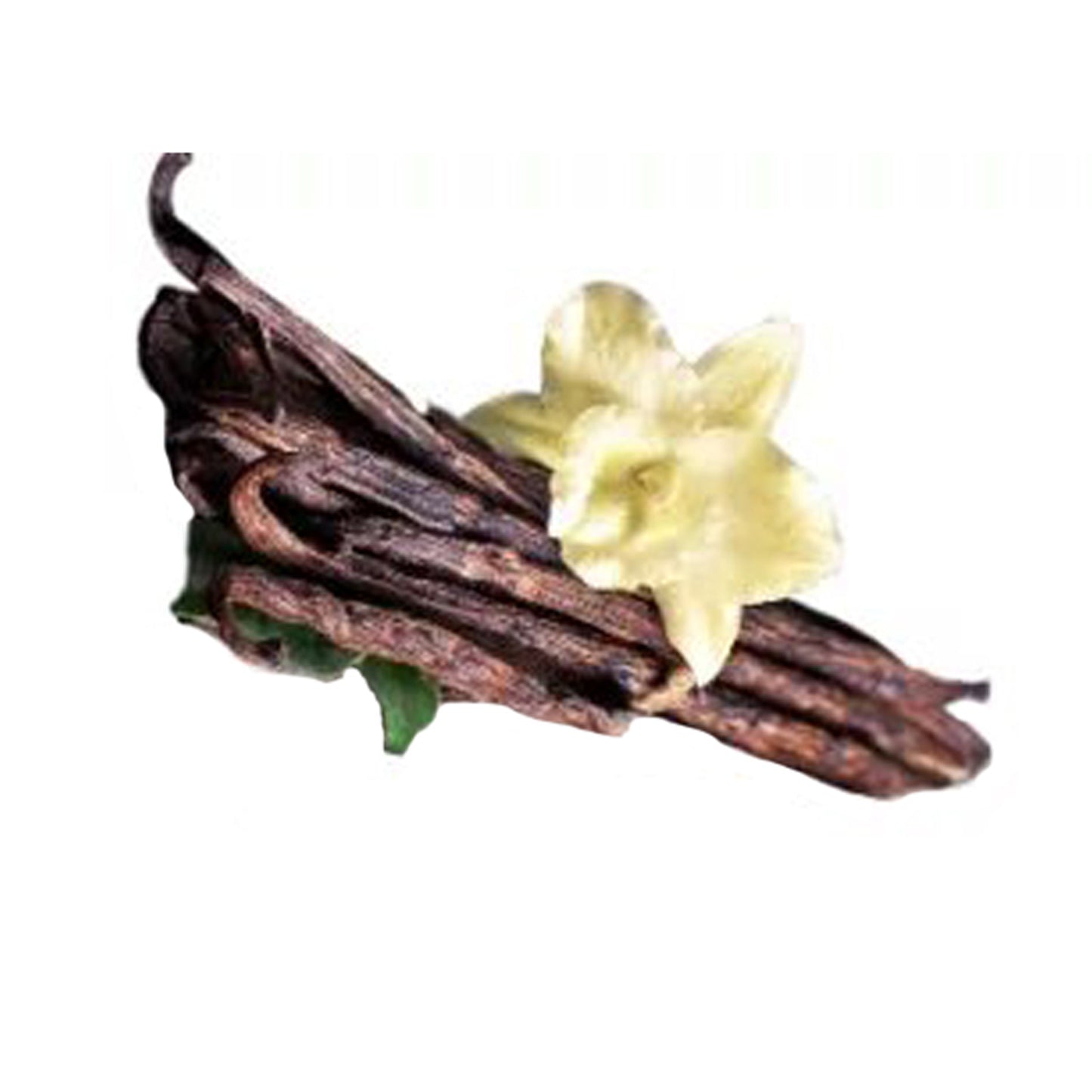 Lakpura Vanila Plant