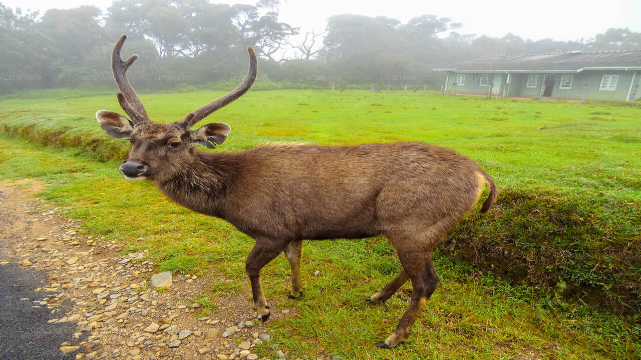 Camping at Horton Plains National Park from Colombo