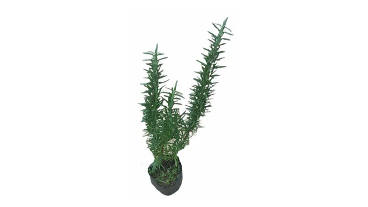 Lakpura Rosemary Plant