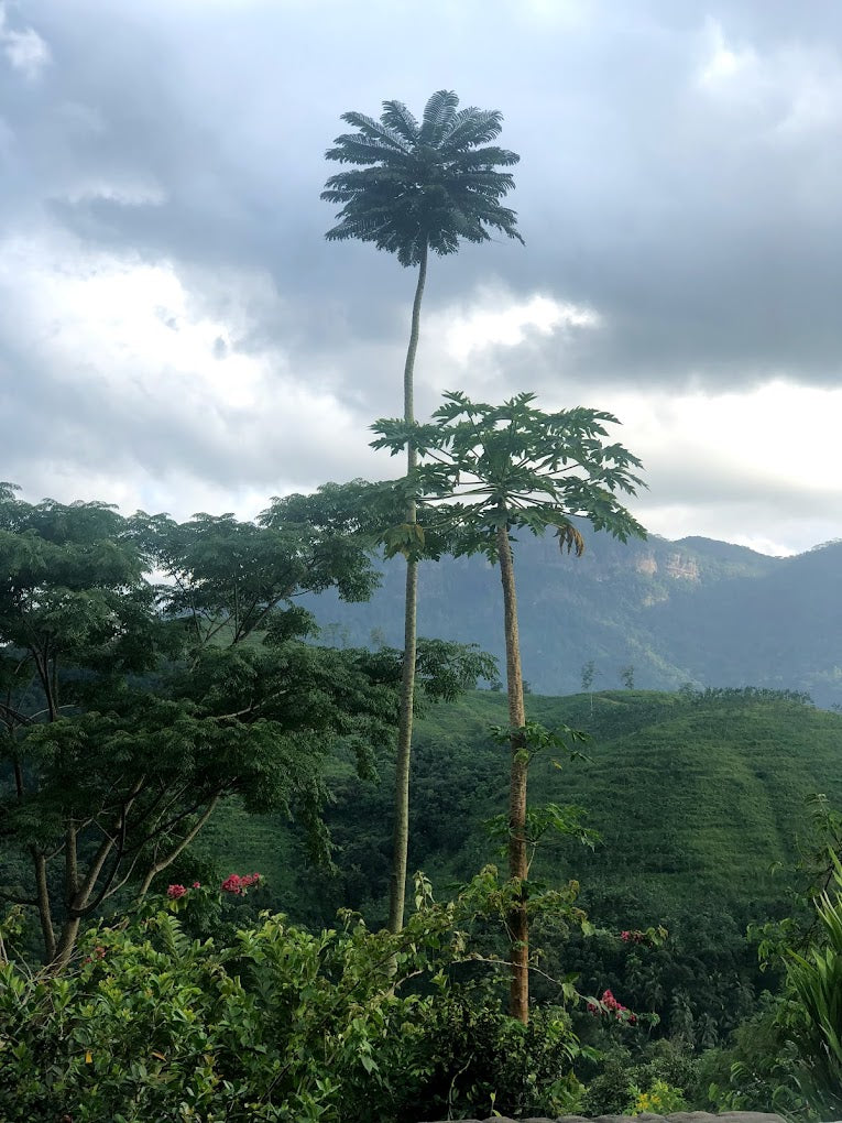 Paradise Eco Garden, Kithulgala