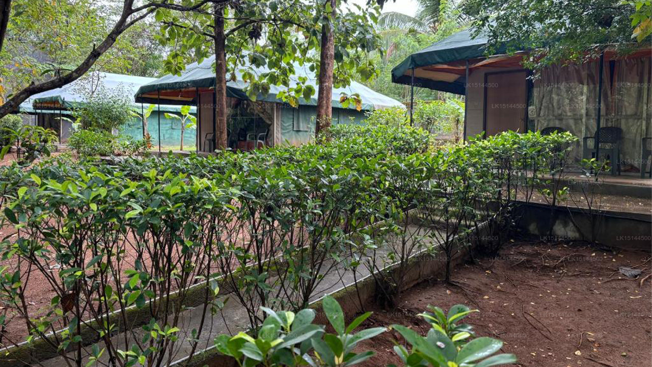 Wild Elephas Lodge,  Udawalawe