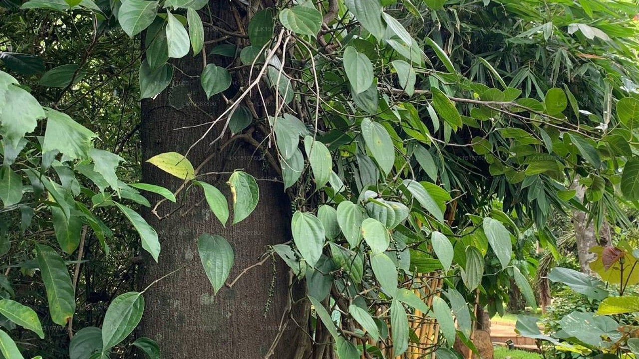 Paramount 200 Spice Garden, Matale