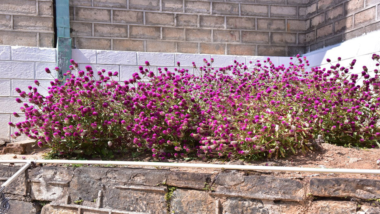 Tea Garden Hotel, Watawala