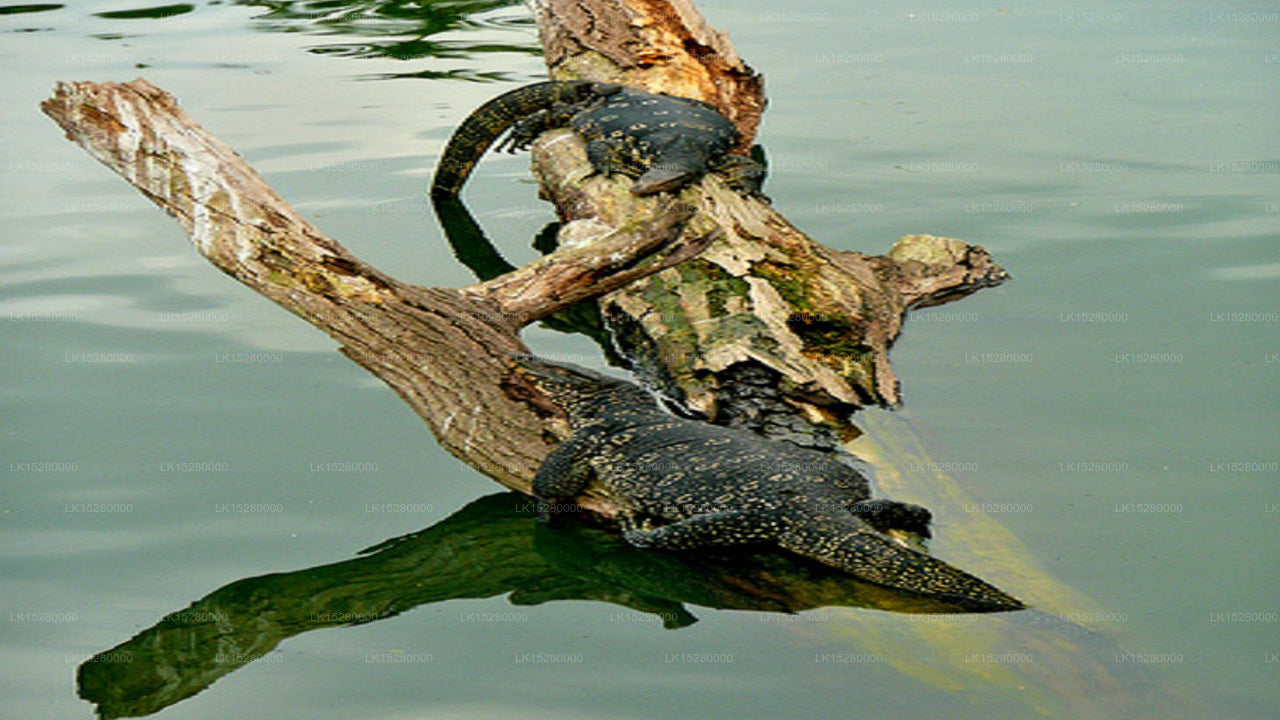Hotel Bunk Planet, Kandy