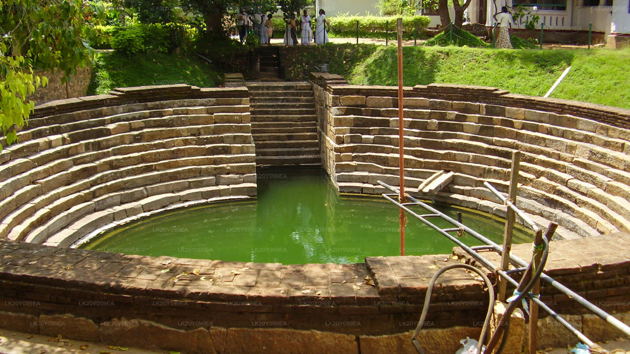 المرشدين المحليين