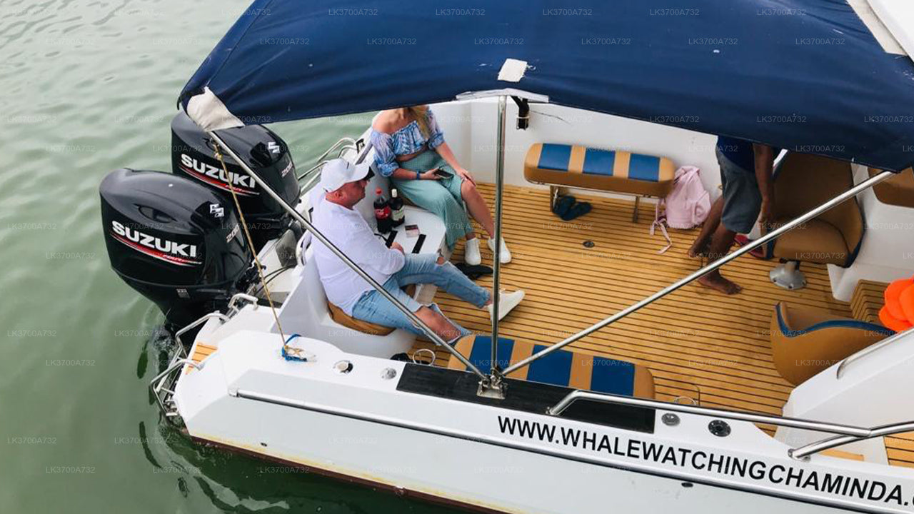 Private Whale Watching Tour by Luxury Speedboat from Mirissa