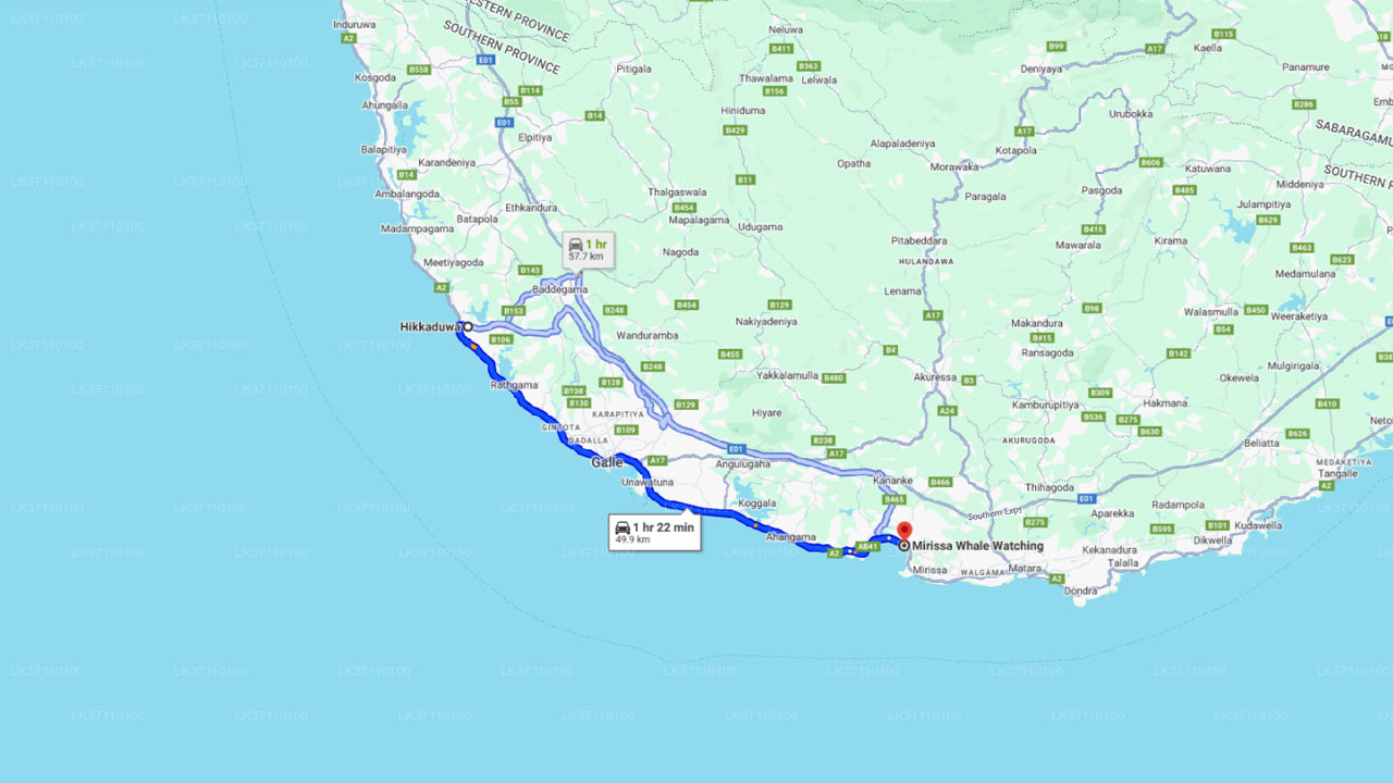 Whale Watching from Hikkaduwa on Shared Boat