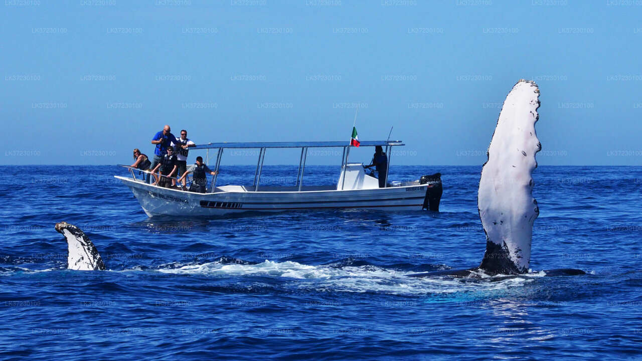 7 Hour Private Whale Watching Cruise From Mirissa