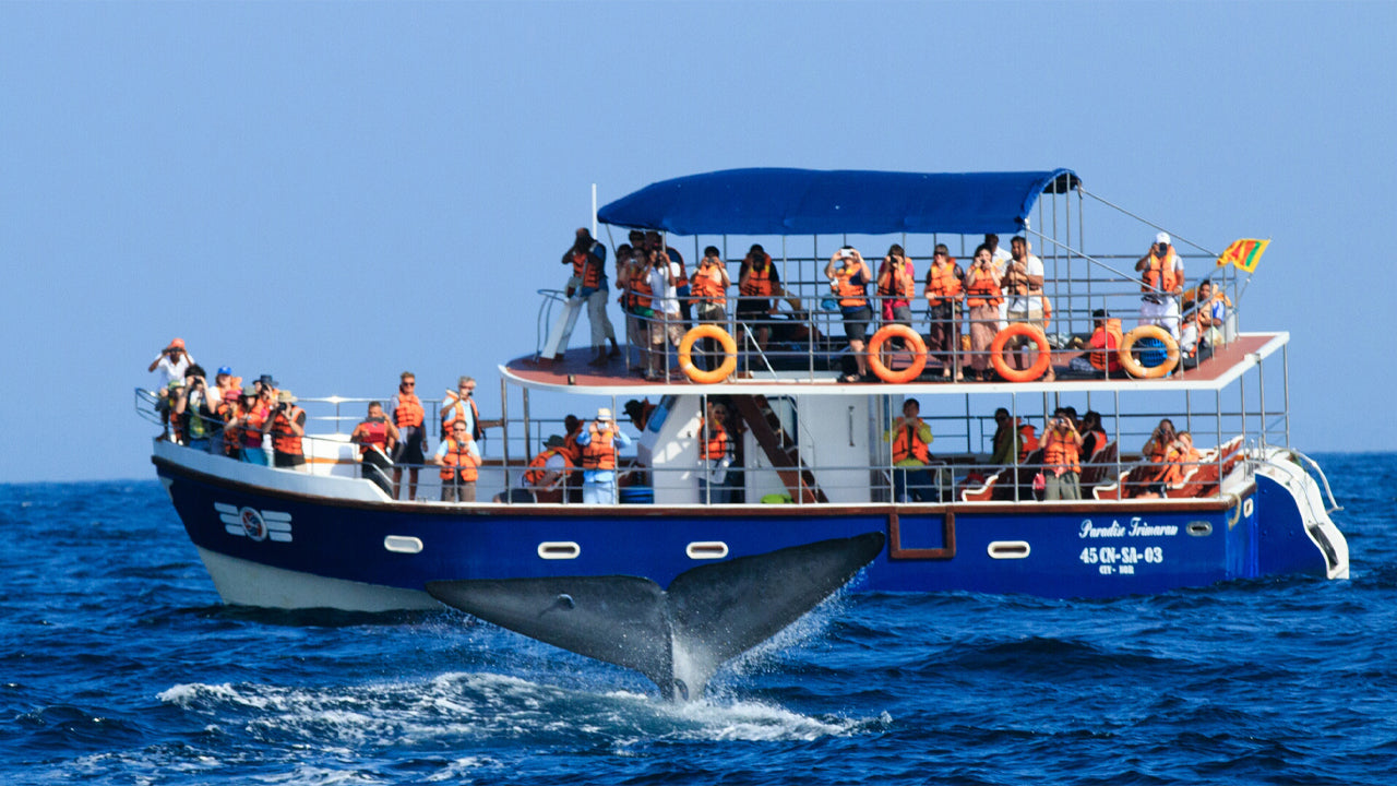 Whale Watching from Unawatuna on Shared Boat