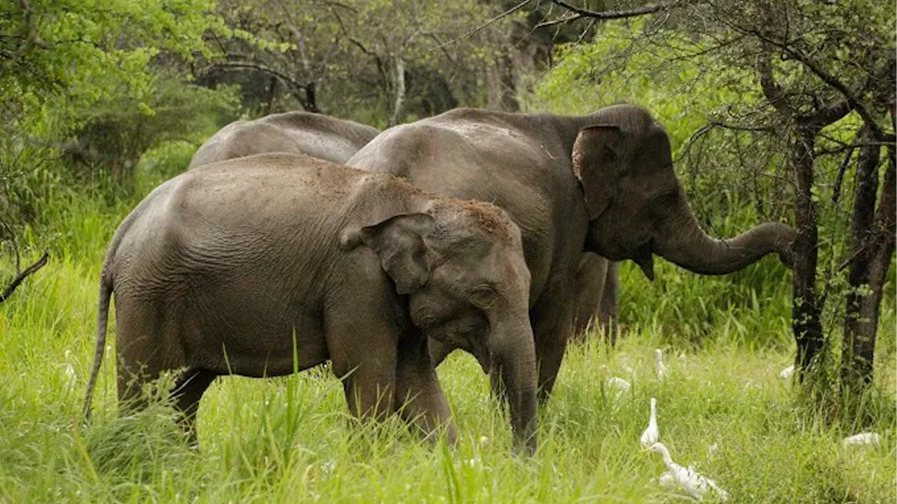 Polonnaruwa and Wasgamuwa Wildlife Safari from Pasikuda