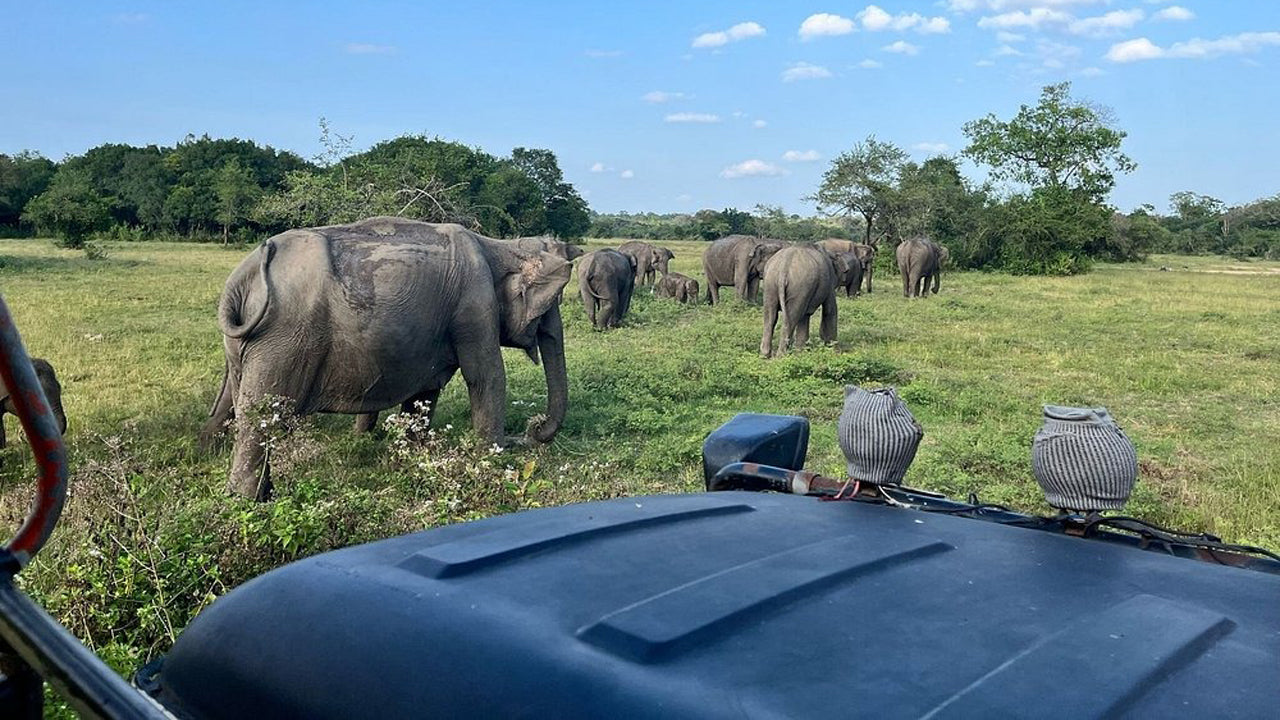 Polonnaruwa and Wasgamuwa Wildlife Safari from Pasikuda
