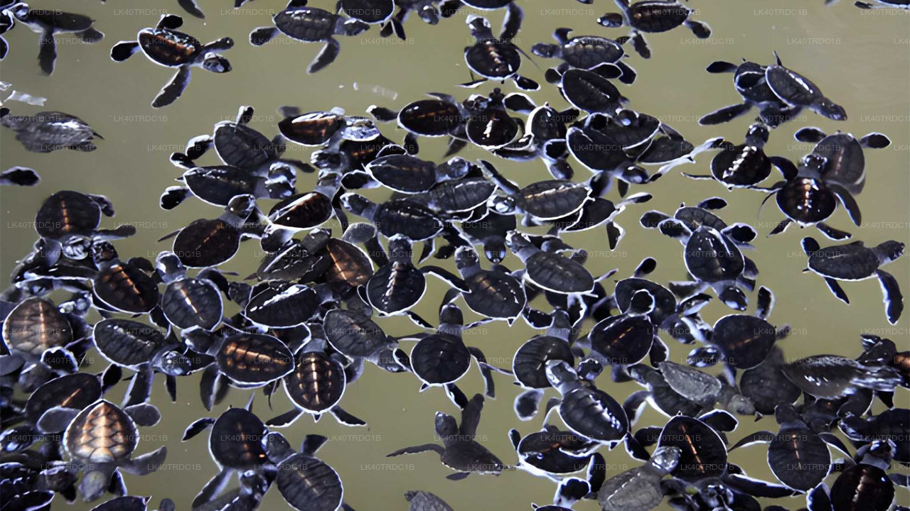 Private Transfer from Negombo to Hiriketiya with Sightseeing Stops