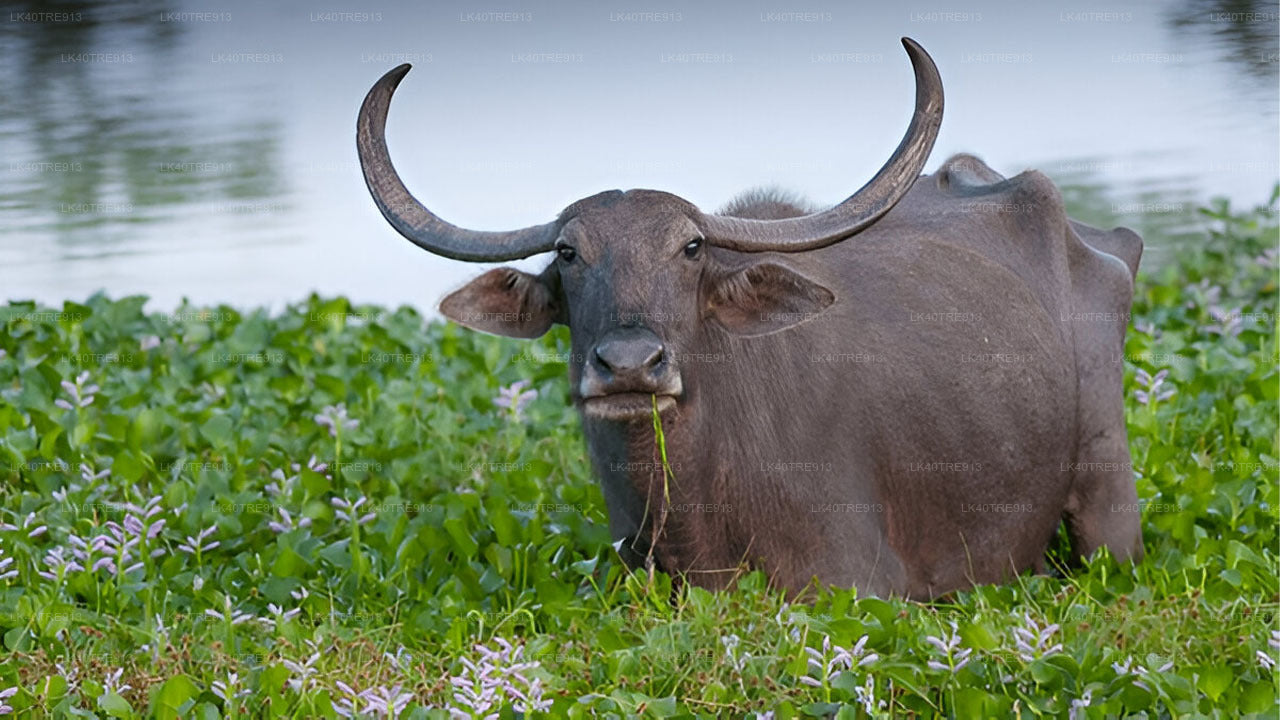 Private Tour from Sigiriya to Kandy with Wasgamuwa Safari