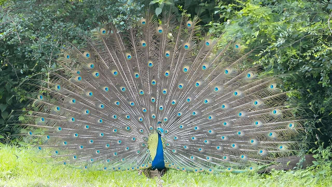 Private Tour from Sigiriya to Kandy with Wasgamuwa Safari