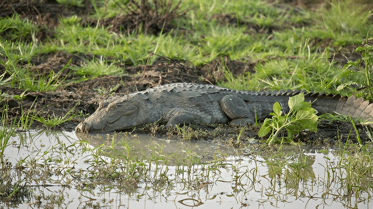 Private Tour from Hiriketiya to Ella with Yala Safari