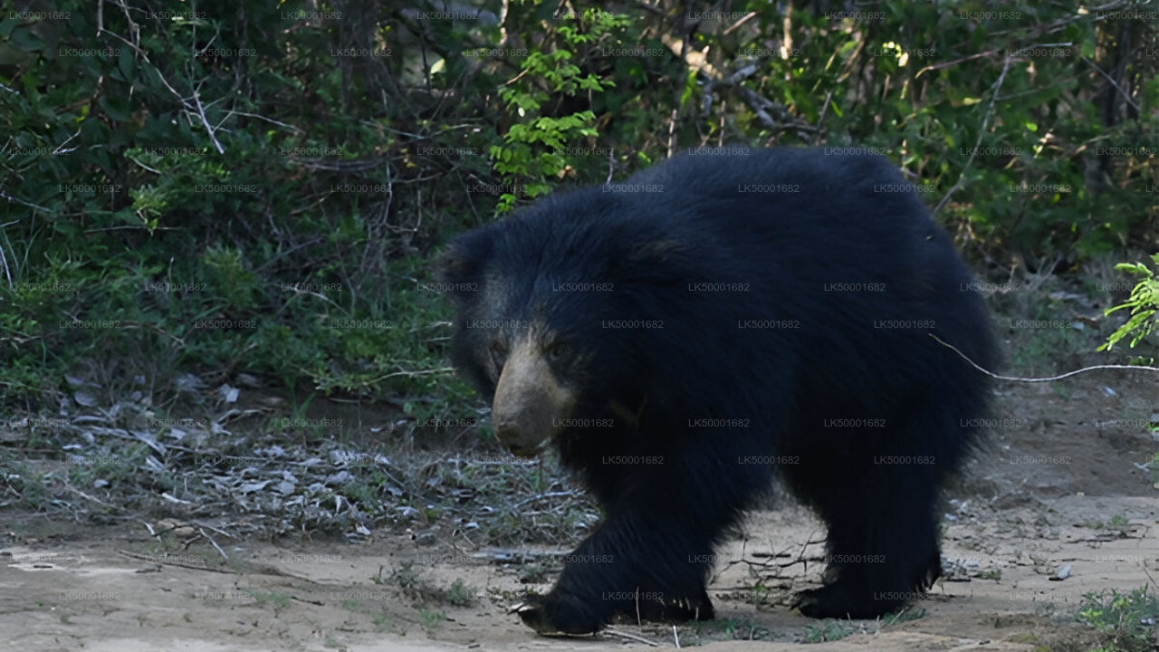 Private Tour from Ella to Weligama with Yala Safari