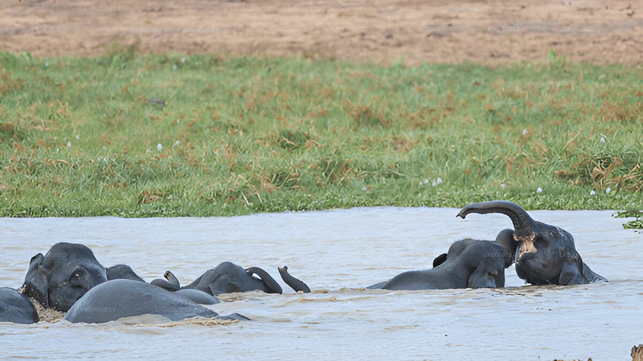 Private Tour from Polonnaruwa to Kandy with Wasgamuwa Safari