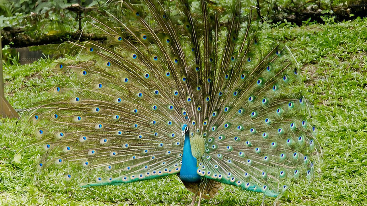 Private Tour from Tangalle to Ella with Udawalawe Safari