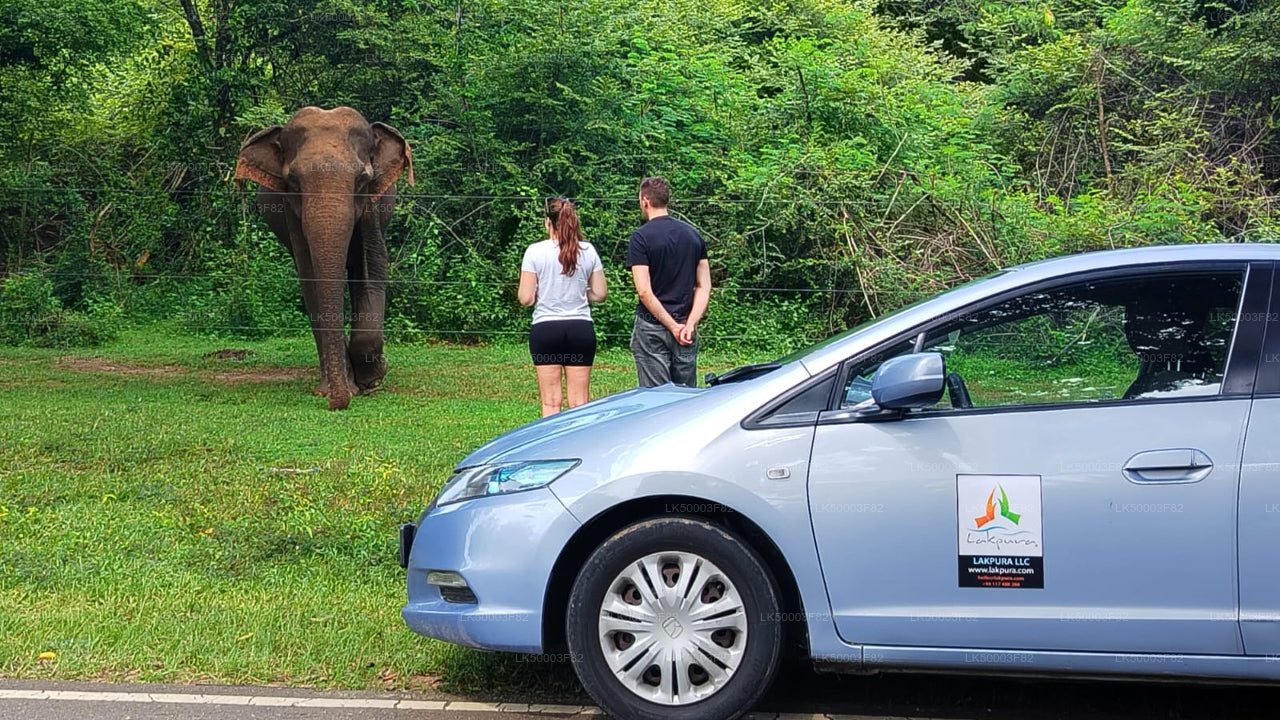 Private Tour from Tangalle to Ella with Udawalawe Safari