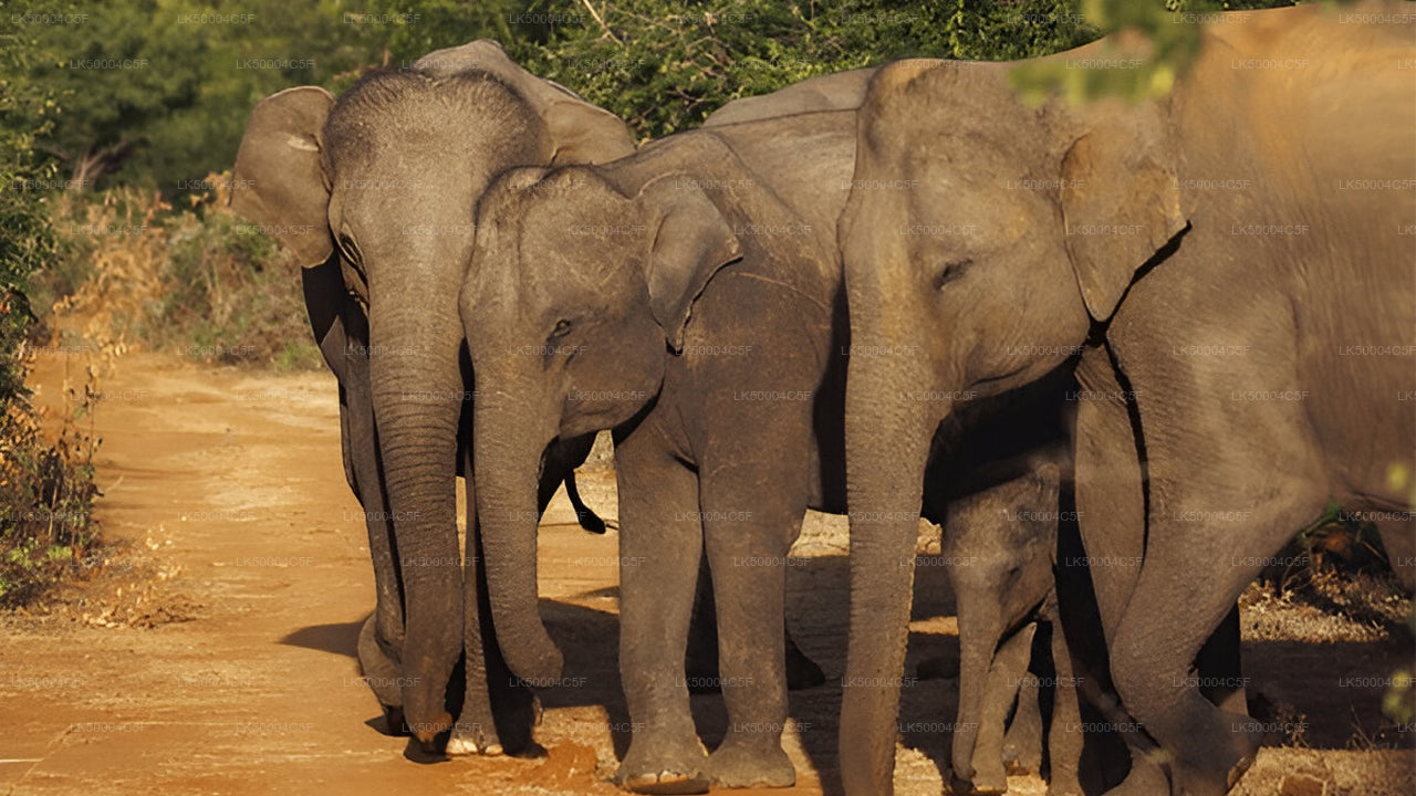 Private Tour from Ella to Weligama with Udawalawe Safari