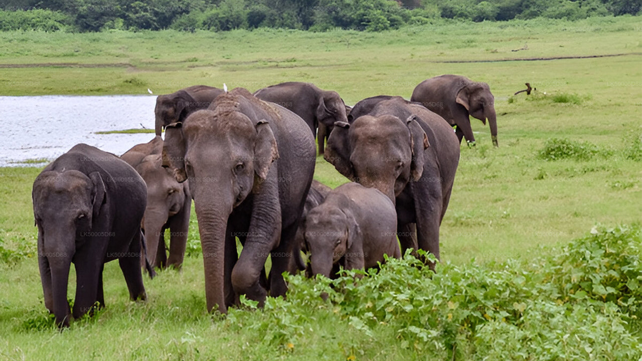 Private Tour from Hiriketiya to Ella with Udawalawe Safari