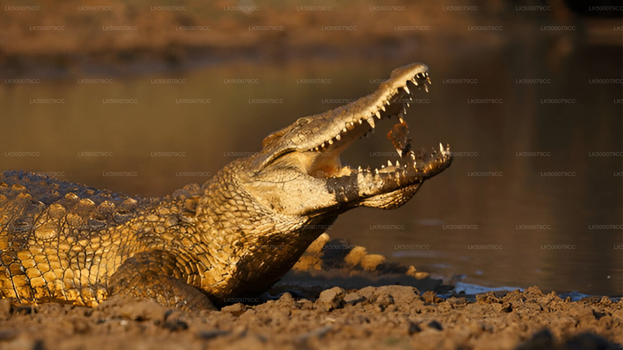 Private Tour from Ella to Tangalle with Yala Safari