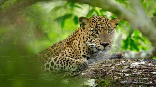 Private Tour from Tangalle to Ella with Yala Safari