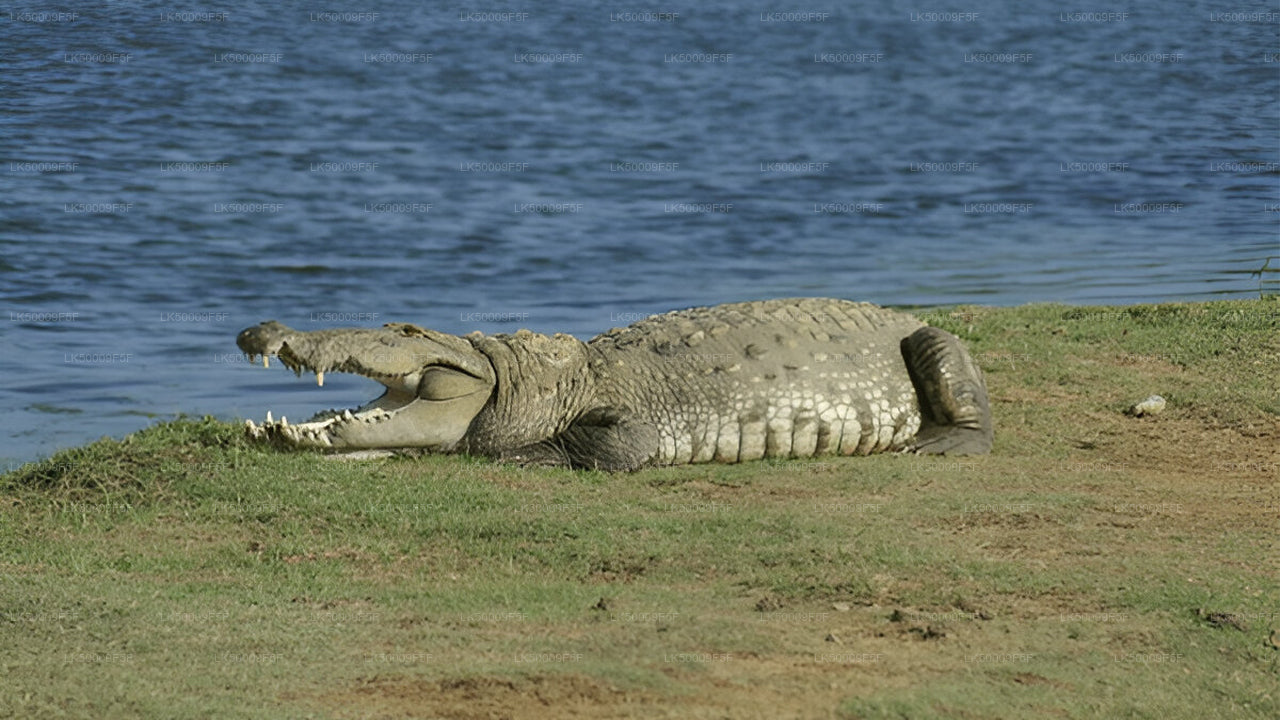 Private Tour from Ella to Mirissa with Yala Safari