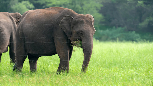 Private Tour from Nuwara Eliya to Tangalle with Udawalawe Safari