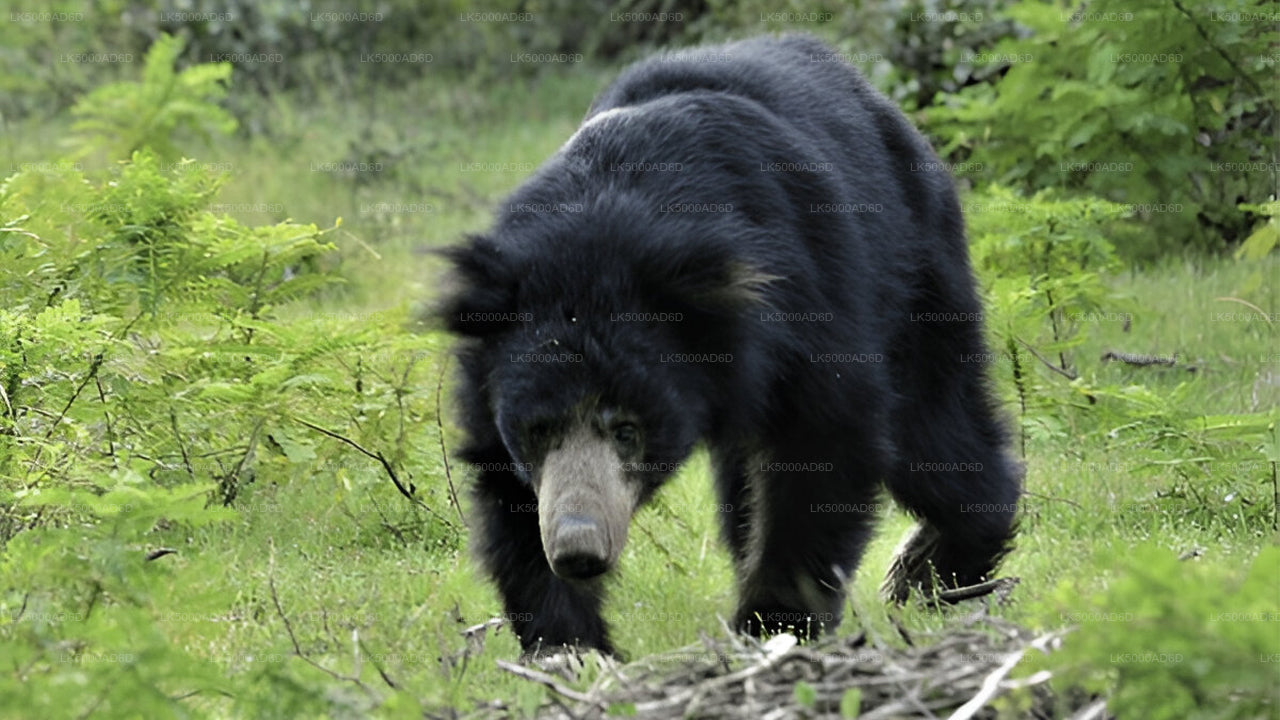 Private Tour from Galle to Ella with Yala Safari