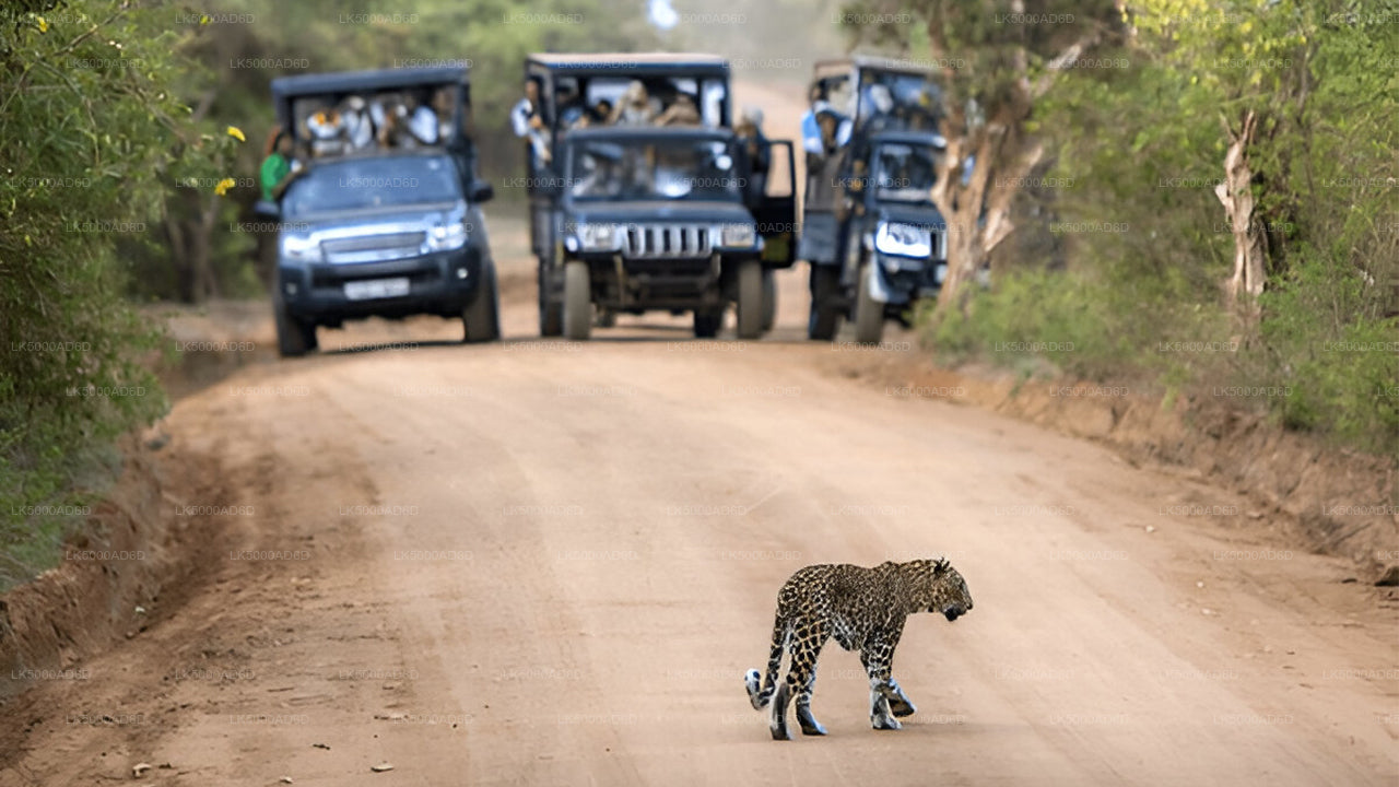 Private Tour from Galle to Ella with Yala Safari