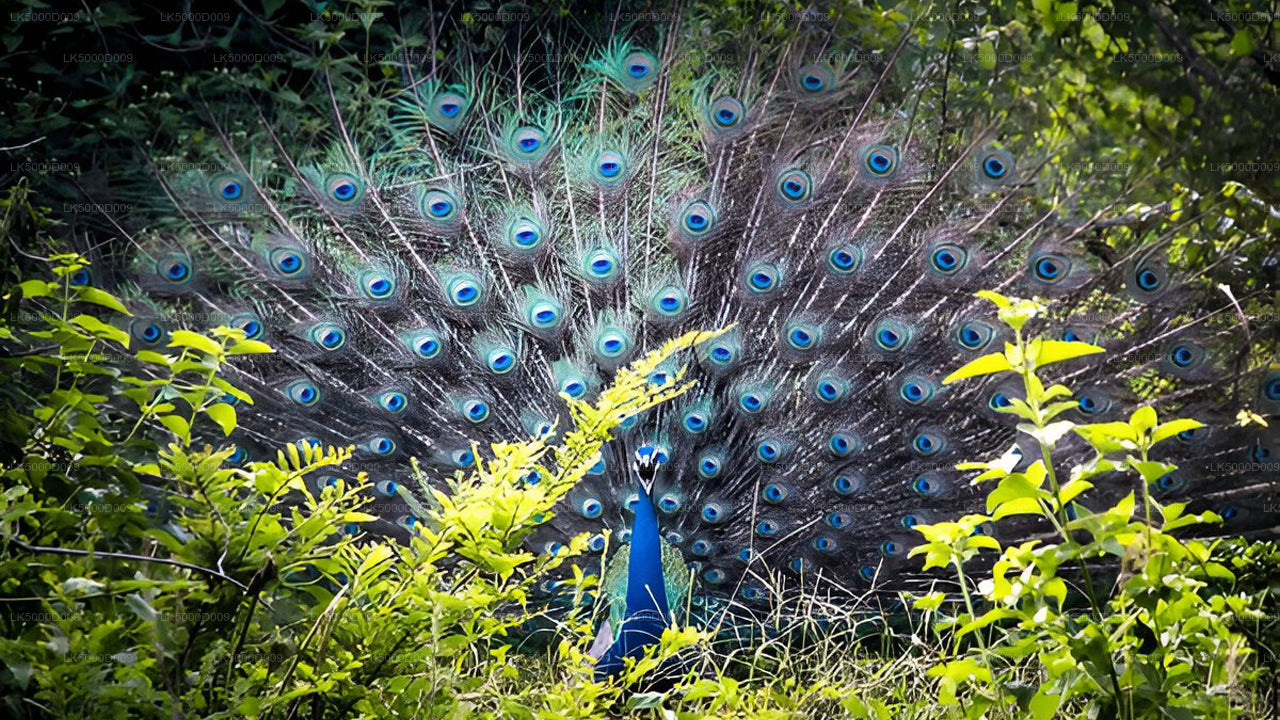 Private Tour from Galle to Ella with Udawalawe Safari