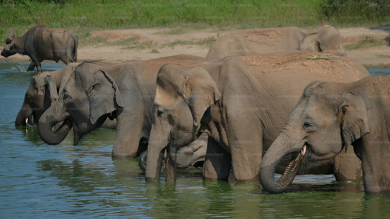 Private Tour from Galle to Ella with Udawalawe Safari