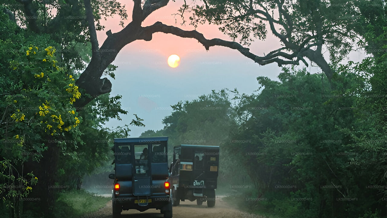Private Tour  from Unawatuna to Ella with Yala Safari
