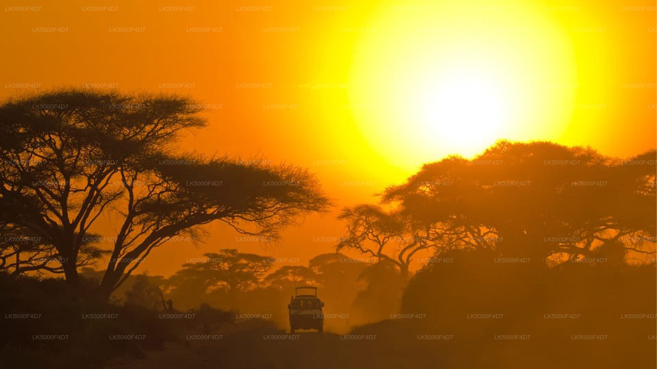 Private Tour from Ella to Hiriketiya with Yala Safari