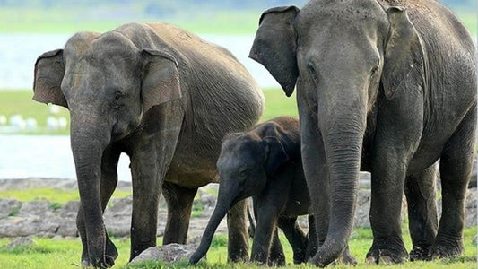 رحلة سفاري في منتزه مينيريا الوطني من سيجيريا