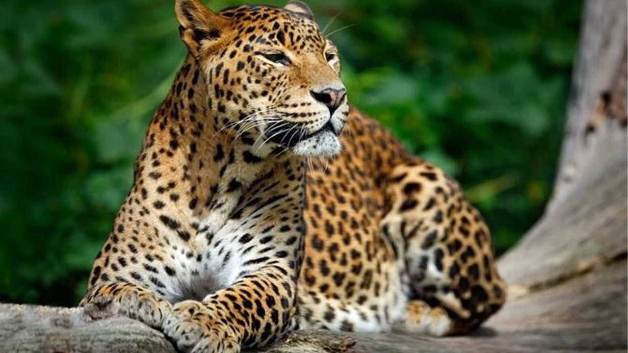 سفاري خاص في حديقة يالا الوطنية