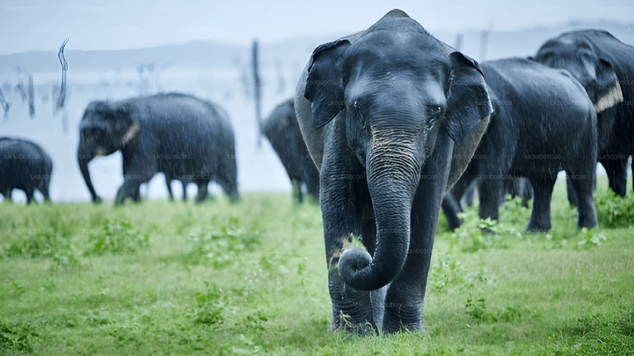 Kaudulla National Park Private Safari from Sigiriya