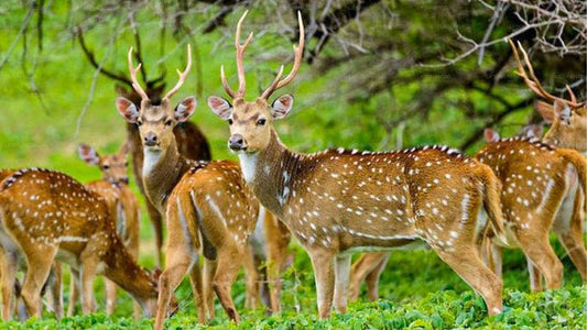 رحلة سفاري خاصة في حديقة مادورو أويا الوطنية مع عالم الطبيعة