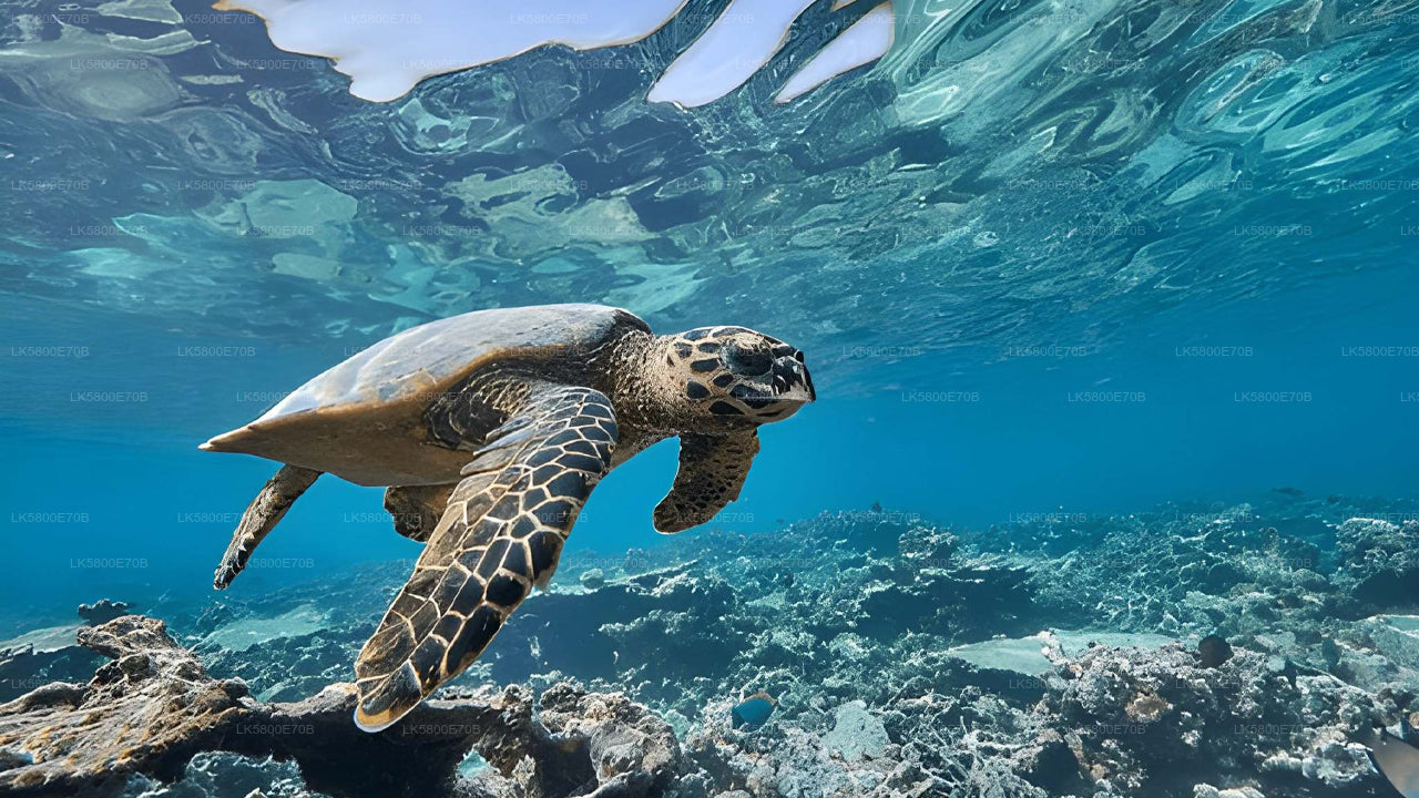 Snorkeling with Sea Turtles from Hikkaduwa