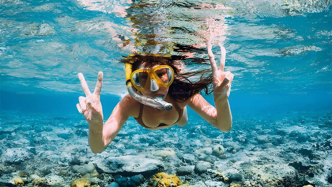 الغطس مع السلاحف البحرية من بنتوتا