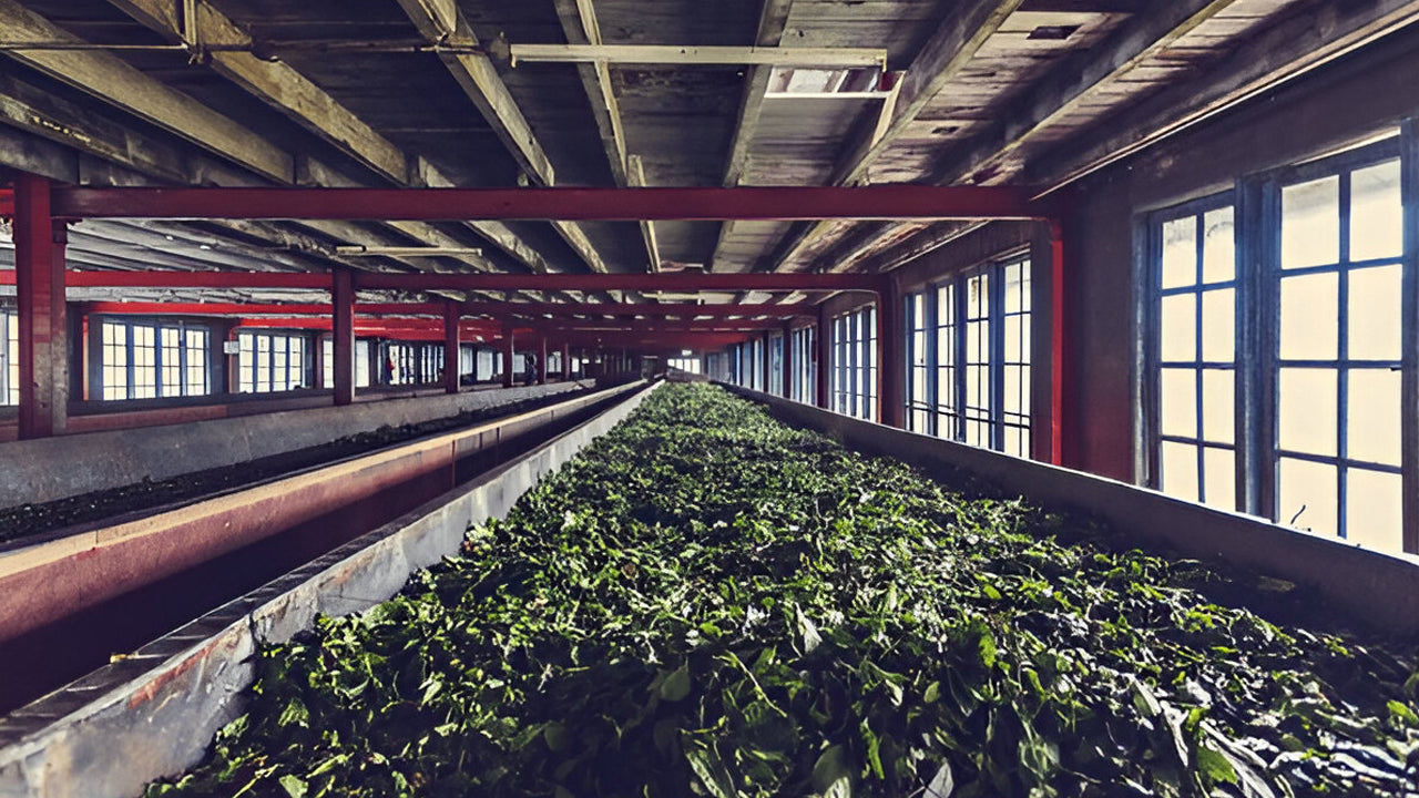 Green leaves on a conveyor belt in a large industrial building with wooden beams and large windows.