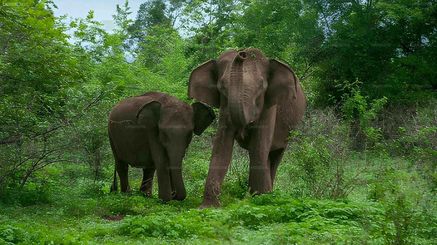 Private Tour from Ella to Ahangama with Udawalawe Safari