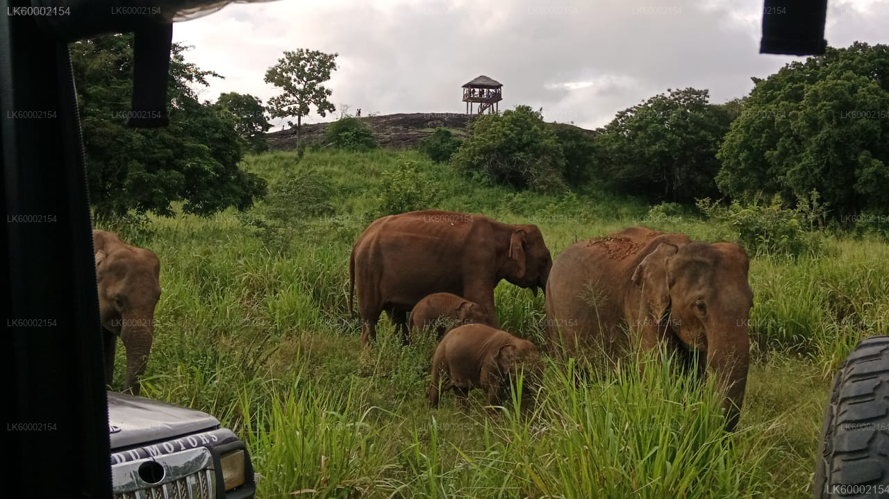 Polonnaruwa Heritage and Hurulu Eco Park Safari from Trincomalee