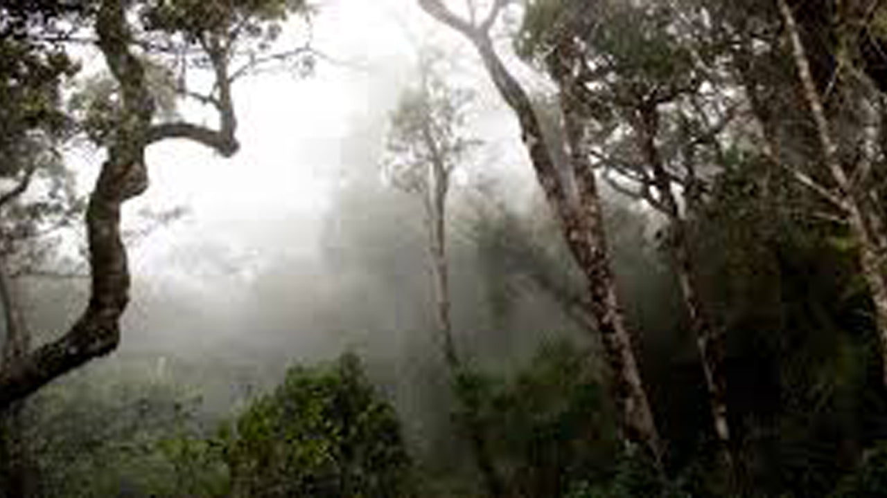 Sinharaja Rainforest Guided tour from Galle